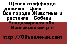 Щенок стаффорда девочка › Цена ­ 20 000 - Все города Животные и растения » Собаки   . Владимирская обл.,Вязниковский р-н